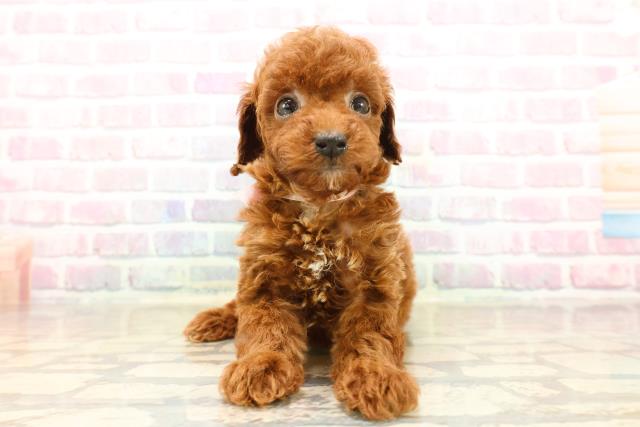 トイ・プードル