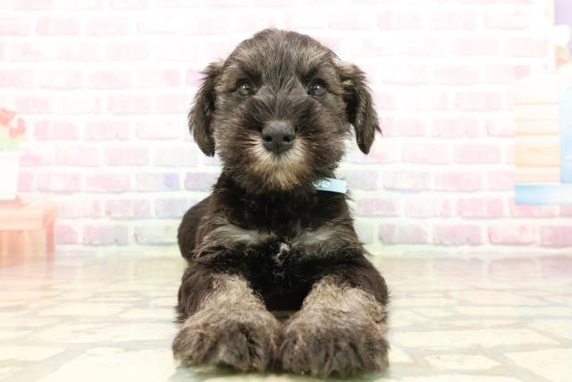 千葉県のミニチュアシュナウザー (Coo&RIKUアクロスモール新鎌ケ谷店/2025年9月17日生まれ/男の子/ソルトペッパー)の子犬の1枚目の画像