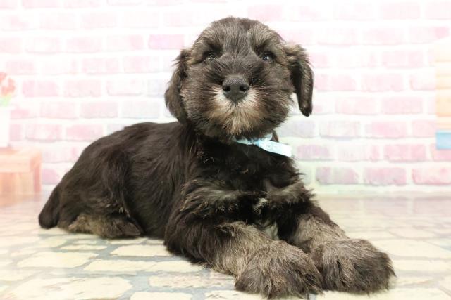 千葉県のミニチュアシュナウザー (Coo&RIKUアクロスモール新鎌ケ谷店/2025年9月17日生まれ/男の子/ソルトペッパー)の子犬の3枚目の画像