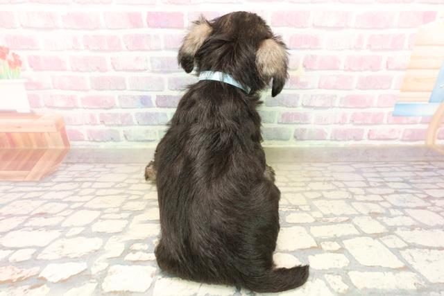 千葉県のミニチュアシュナウザー (Coo&RIKUアクロスモール新鎌ケ谷店/2025年9月17日生まれ/男の子/ソルトペッパー)の子犬の4枚目の画像