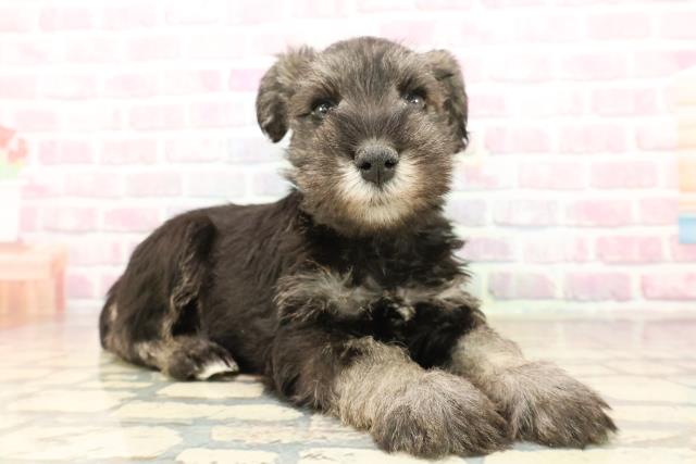 千葉県のミニチュアシュナウザー (Coo&RIKU流山店/2025年9月17日生まれ/男の子/ソルトペッパー)の子犬の3枚目の画像