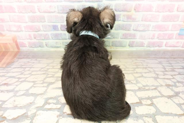 千葉県のミニチュアシュナウザー (Coo&RIKU流山店/2025年9月17日生まれ/男の子/ソルトペッパー)の子犬の4枚目の画像