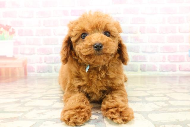 静岡県のトイプードル(トイ) (Coo&RIKU富士店/2025年9月13日生まれ/男の子/レッド)の子犬の1枚目の画像