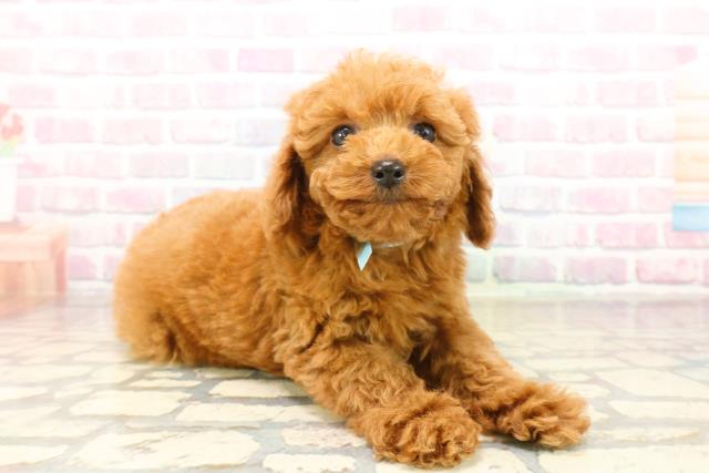 静岡県のトイプードル(トイ) (Coo&RIKU富士店/2025年9月13日生まれ/男の子/レッド)の子犬の3枚目の画像