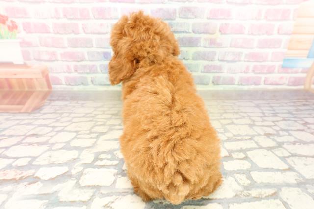 静岡県のトイプードル(トイ) (Coo&RIKU富士店/2025年9月13日生まれ/男の子/レッド)の子犬の4枚目の画像