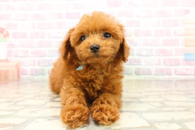 東京都のトイプードル(トイ) (Coo&RIKU池袋西口店/2025年9月13日生まれ/男の子/レッド)の子犬