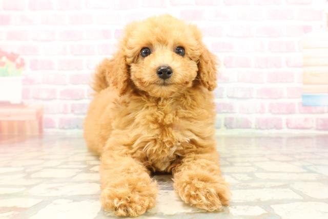 千葉県のトイプードル(トイ) (Coo&RIKU若葉都賀店/2025年9月17日生まれ/男の子/アプリコット)の子犬の1枚目の画像
