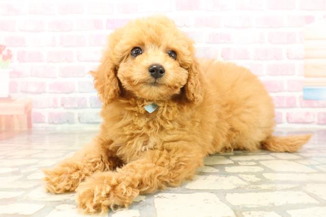 千葉県のトイプードル(トイ) (Coo&RIKU若葉都賀店/2025年9月17日生まれ/男の子/アプリコット)の子犬の2枚目の画像