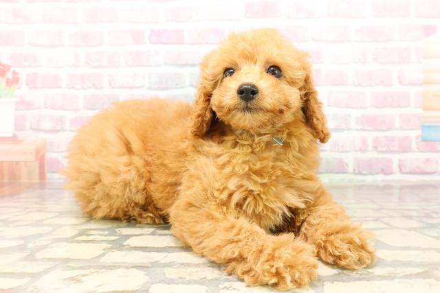 千葉県のトイプードル(トイ) (Coo&RIKU若葉都賀店/2025年9月17日生まれ/男の子/アプリコット)の子犬の3枚目の画像