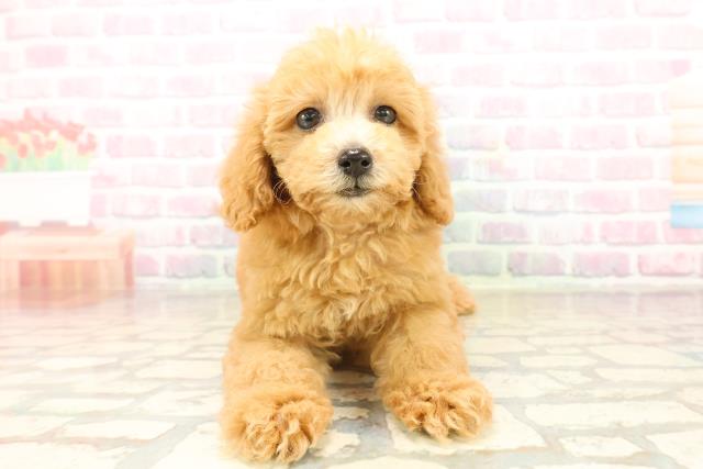 静岡県のトイプードル(トイ) (Coo&RIKU静岡SBS通り店/2025年9月17日生まれ/女の子/アプリコット)の子犬