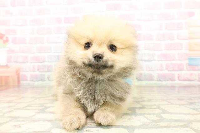 埼玉県のポメラニアン (Coo&RIKU岩槻店/2025年9月22日生まれ/男の子/オレンジ)の子犬