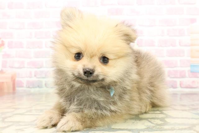 埼玉県のポメラニアン (Coo&RIKU岩槻店/2025年9月22日生まれ/男の子/オレンジ)の子犬の2枚目の画像