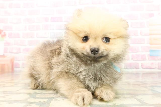 埼玉県のポメラニアン (Coo&RIKU岩槻店/2025年9月22日生まれ/男の子/オレンジ)の子犬の3枚目の画像