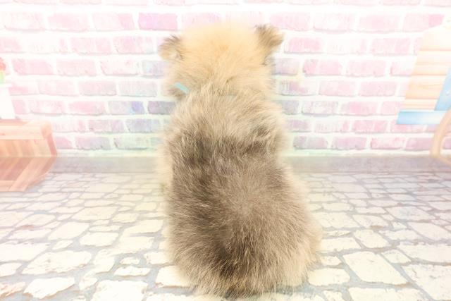 埼玉県のポメラニアン (Coo&RIKU岩槻店/2025年9月22日生まれ/男の子/オレンジ)の子犬の4枚目の画像