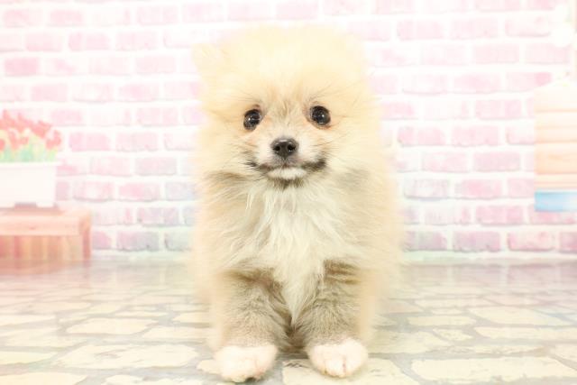 埼玉県のポメラニアン (Coo&RIKU桶川店/2025年9月22日生まれ/男の子/オレンジ)の子犬の1枚目の画像