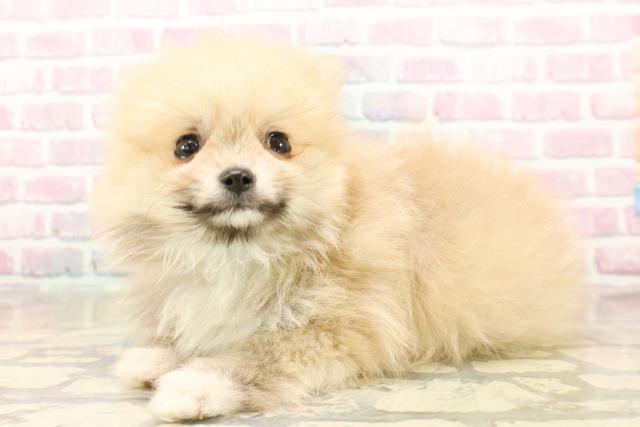 埼玉県のポメラニアン (Coo&RIKU桶川店/2025年9月22日生まれ/男の子/オレンジ)の子犬の2枚目の画像