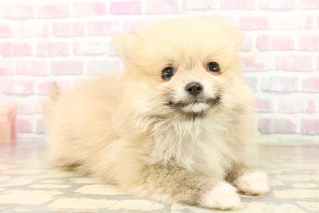 埼玉県のポメラニアン (Coo&RIKU桶川店/2025年9月22日生まれ/男の子/オレンジ)の子犬の3枚目の画像