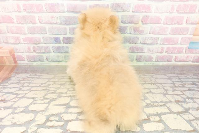 埼玉県のポメラニアン (Coo&RIKU桶川店/2025年9月22日生まれ/男の子/オレンジ)の子犬の4枚目の画像