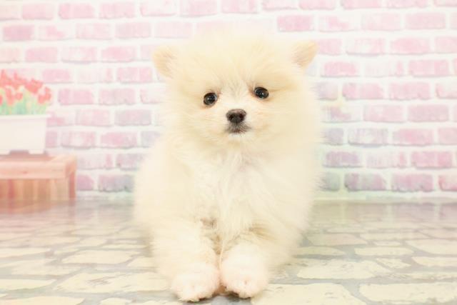 埼玉県のポメラニアン (Coo&RIKU川口戸塚店/2025年9月22日生まれ/女の子/クリーム)の子犬の1枚目の画像