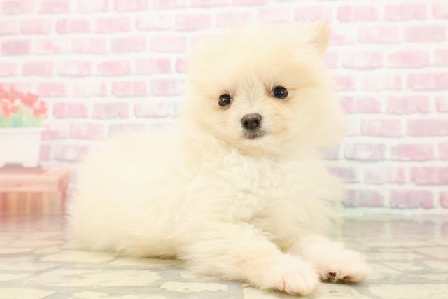 埼玉県のポメラニアン (Coo&RIKU川口戸塚店/2025年9月22日生まれ/女の子/クリーム)の子犬の3枚目の画像