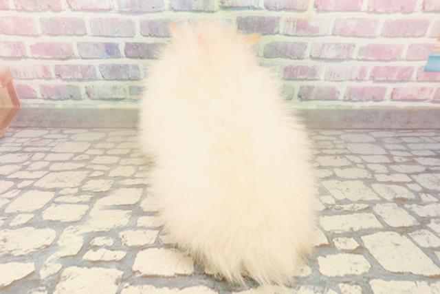 埼玉県のポメラニアン (Coo&RIKU川口戸塚店/2025年9月22日生まれ/女の子/クリーム)の子犬の4枚目の画像