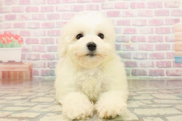 埼玉県のビションフリーゼ (Coo&RIKU春日部店/2025年9月18日生まれ/女の子/ホワイト)の子犬の1枚目の画像