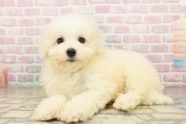 埼玉県のビションフリーゼ (Coo&RIKU春日部店/2025年9月18日生まれ/女の子/ホワイト)の子犬の2枚目の画像