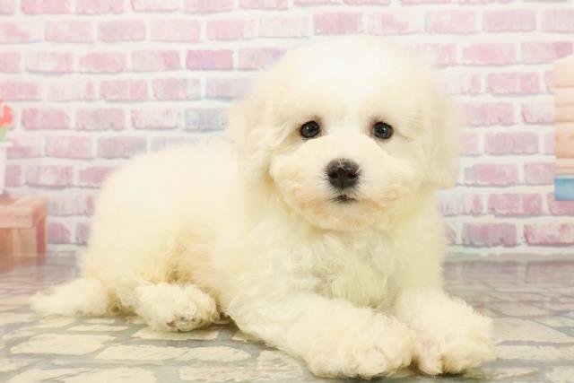 埼玉県のビションフリーゼ (Coo&RIKU春日部店/2025年9月18日生まれ/女の子/ホワイト)の子犬の3枚目の画像