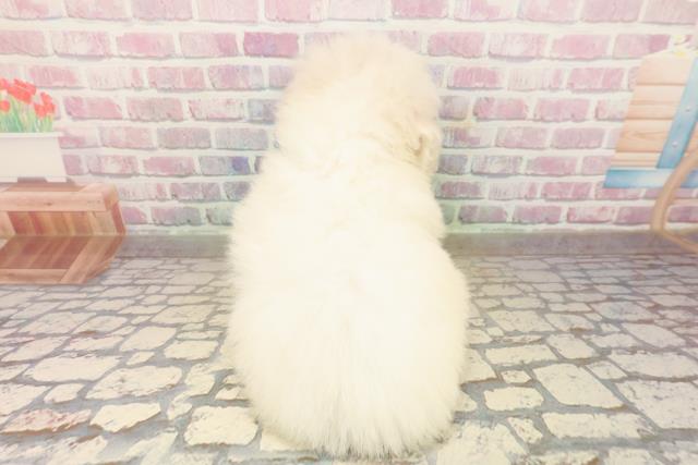 埼玉県のビションフリーゼ (Coo&RIKU春日部店/2025年9月18日生まれ/女の子/ホワイト)の子犬の4枚目の画像