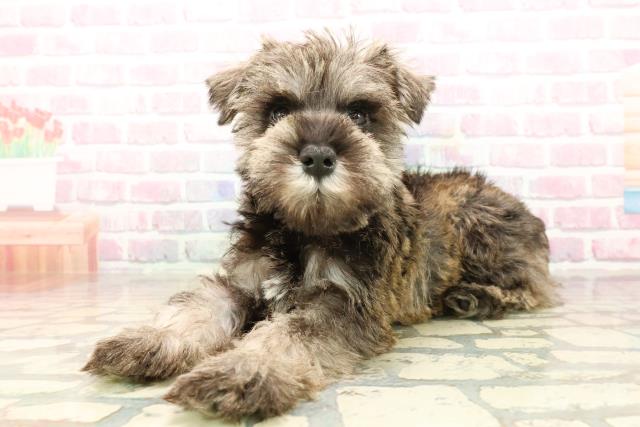 栃木県のミニチュアシュナウザー (Coo&RIKUイオンタウン佐野店/2025年9月17日生まれ/女の子/ソルトペッパー)の子犬の2枚目の画像