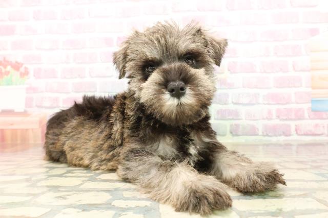 栃木県のミニチュアシュナウザー (Coo&RIKUイオンタウン佐野店/2025年9月17日生まれ/女の子/ソルトペッパー)の子犬の3枚目の画像