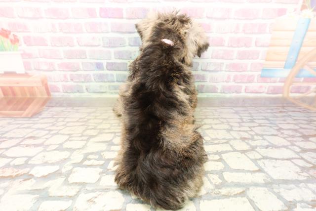 栃木県のミニチュアシュナウザー (Coo&RIKUイオンタウン佐野店/2025年9月17日生まれ/女の子/ソルトペッパー)の子犬の4枚目の画像