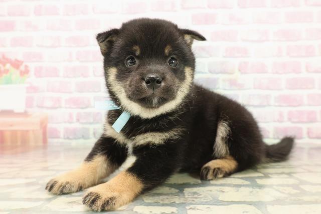 東京都の豆柴 (Coo&RIKU新小岩店/2025年9月24日生まれ/男の子/黒)の子犬の2枚目の画像