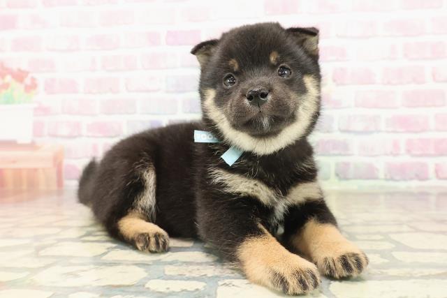 東京都の豆柴 (Coo&RIKU新小岩店/2025年9月24日生まれ/男の子/黒)の子犬の3枚目の画像