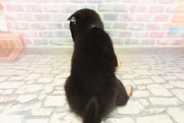 東京都の豆柴 (Coo&RIKU新小岩店/2025年9月24日生まれ/男の子/黒)の子犬の4枚目の画像