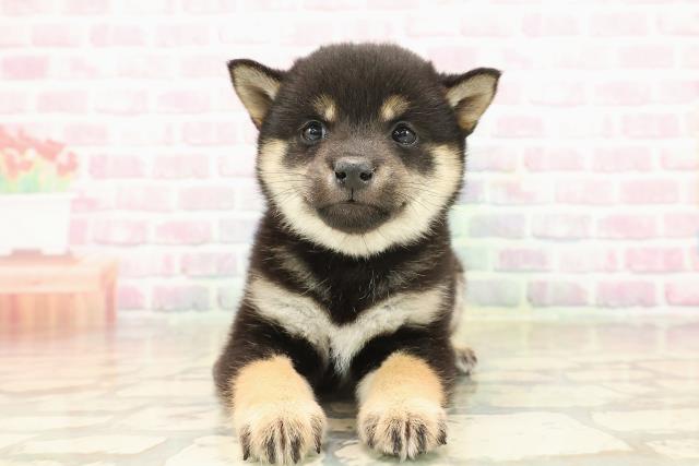 東京都の豆柴 (Coo&RIKU池袋西口店/2025年9月24日生まれ/男の子/黒)の子犬