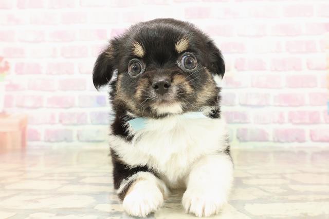 東京都のチワワ(ロング) (Coo&RIKU赤坂店/2025年9月24日生まれ/男の子/ブラックタンホワイト)の子犬の1枚目の画像