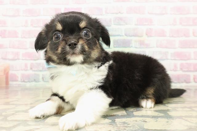 東京都のチワワ(ロング) (Coo&RIKU赤坂店/2025年9月24日生まれ/男の子/ブラックタンホワイト)の子犬の2枚目の画像