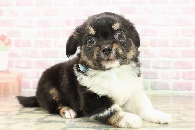 東京都のチワワ(ロング) (Coo&RIKU赤坂店/2025年9月24日生まれ/男の子/ブラックタンホワイト)の子犬の3枚目の画像