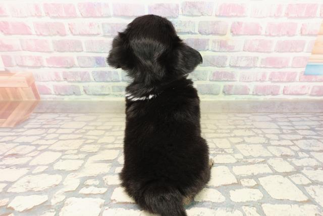 東京都のチワワ(ロング) (Coo&RIKU赤坂店/2025年9月24日生まれ/男の子/ブラックタンホワイト)の子犬の4枚目の画像