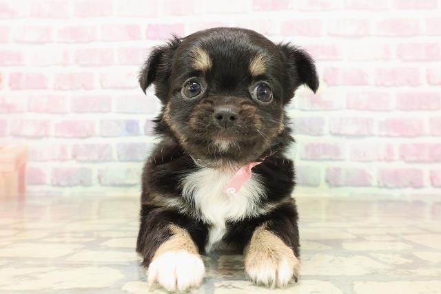 東京都のチワワ(ロング) (Coo&RIKU高円寺店/2025年9月24日生まれ/女の子/ブラックタンホワイト)の子犬の1枚目の画像