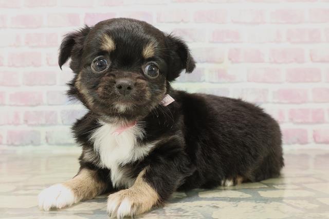 東京都のチワワ(ロング) (Coo&RIKU高円寺店/2025年9月24日生まれ/女の子/ブラックタンホワイト)の子犬の2枚目の画像