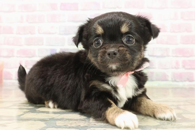 東京都のチワワ(ロング) (Coo&RIKU高円寺店/2025年9月24日生まれ/女の子/ブラックタンホワイト)の子犬の3枚目の画像