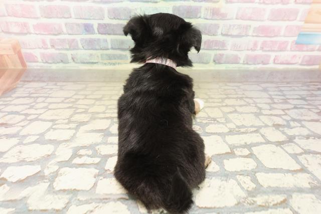 東京都のチワワ(ロング) (Coo&RIKU高円寺店/2025年9月24日生まれ/女の子/ブラックタンホワイト)の子犬の4枚目の画像