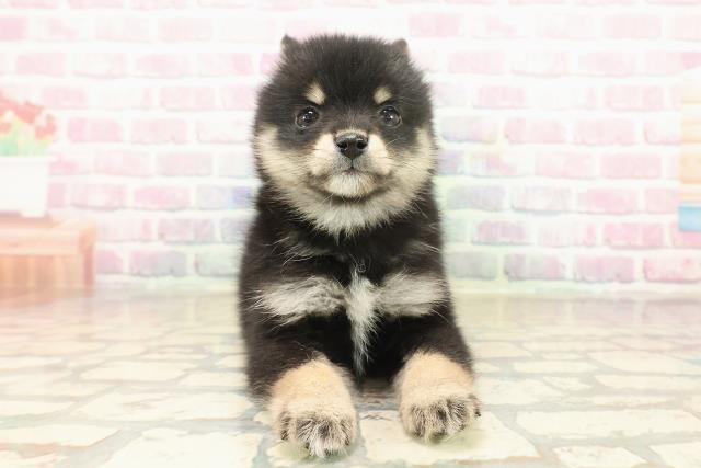 東京都のポメ柴/豆ポメ/ポメ豆柴(ポメラニアン×柴犬) (Coo&RIKU広尾店/2025年9月24日生まれ/男の子/黒)の子犬