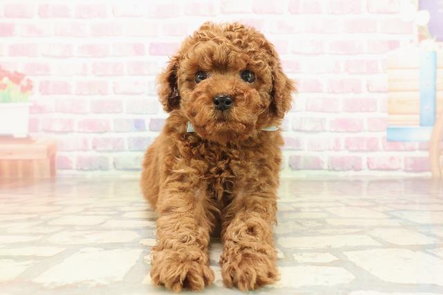 埼玉県のトイプードル(トイ) (Coo&RIKU川口戸塚店/2025年9月24日生まれ/男の子/レッド)の子犬の1枚目の画像