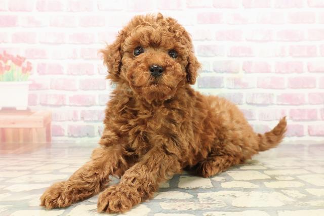 埼玉県のトイプードル(トイ) (Coo&RIKU川口戸塚店/2025年9月24日生まれ/男の子/レッド)の子犬の2枚目の画像