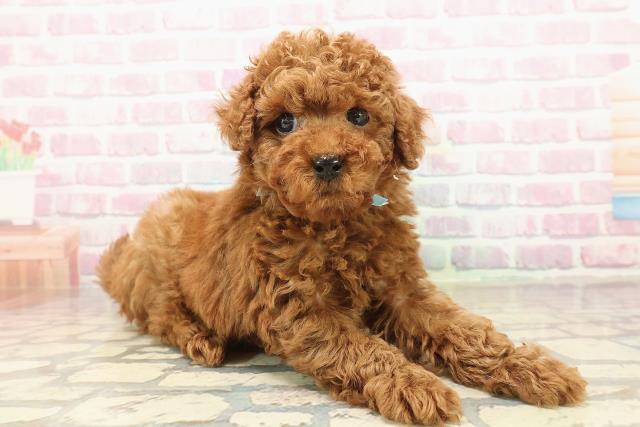 埼玉県のトイプードル(トイ) (Coo&RIKU川口戸塚店/2025年9月24日生まれ/男の子/レッド)の子犬の3枚目の画像