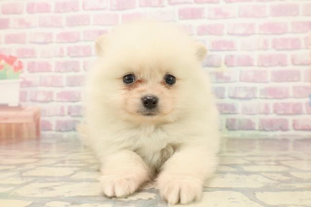 東京都のポメラニアン (Coo&RIKU新宿三丁目店/2025年9月21日生まれ/男の子/クリーム)の子犬の1枚目の画像