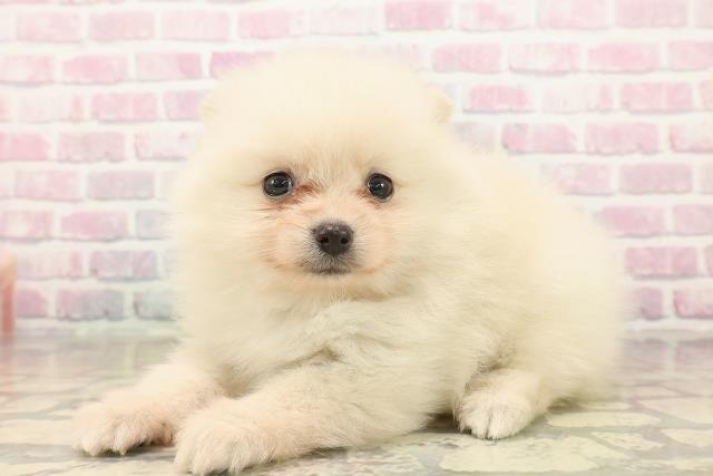 東京都のポメラニアン (Coo&RIKU新宿三丁目店/2025年9月21日生まれ/男の子/クリーム)の子犬の2枚目の画像